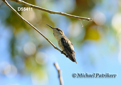 Vervain Hummingbird (Mellisuga minima)